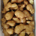 High Quality Best Price Shandong Fresh Spicy Young Yellow Ginger